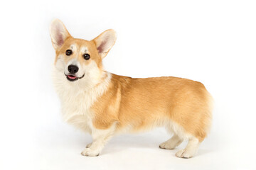 Portrait of Welsh Corgi on a white background.