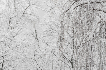 Trees with snow in winter park. Snowy day, cloudy sky.