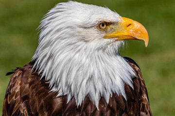 Bald Eagle in portrait. Birds of Prey Centre, Coledale, Alberta, Canada