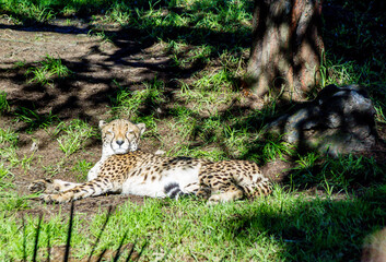 Cheetahs rest in the grass and on platforms. Auckland Zoo, Auckland, New Zealand