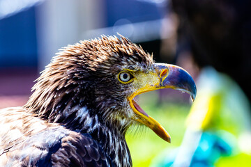 Golden Eagle on it's perch. Birds of Prey Centre, Coledale, Alberta, Canada