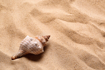 Beautiful seashell on beach sand, space for text. Summer vacation