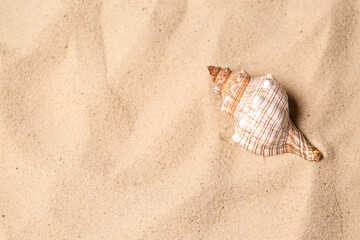 Fototapeta na wymiar Top view of beautiful seashell on beach sand, space for text. Summer vacation