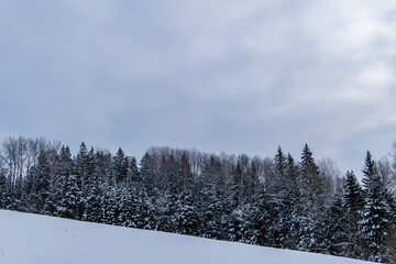 Sloping horizon. Hillside in winter and spruce forest.