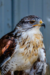 Ferruginous Hawk on it's perch. Birds of Prey Centre, Coledale, Alberta, Canada