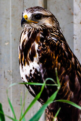 Grey Hawk sitting on it's perch. Birds of Prey Centre, Coledale, Alberta, Canada