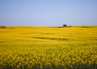 field of yellow canola flowers