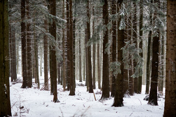 Fototapeta premium .The texture of trees in the winter forest.