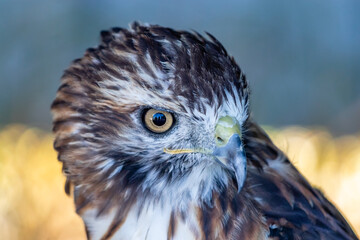 Red tailed hawk sitting on a perch. Birds of Prey Centre, Coledale, Alberta, Canada