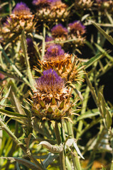 Crimean thistle closeup shot. Beautiful plant in a park. Nature, wild life
