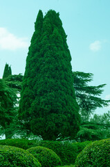 Beautiful tall Crimean cypress in a park. Nature background. Low angle view