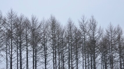 Bergischer Wald im Winter