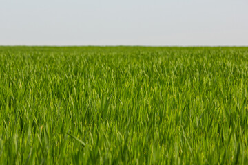 A green crop field in early spring