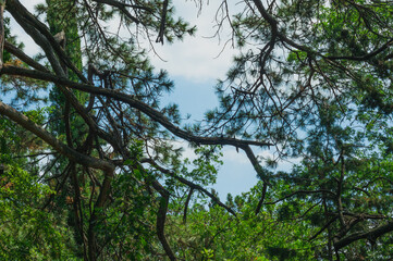 sky view through pine branches