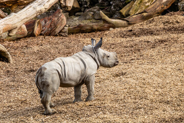 Fototapeta premium Baby white rhino playing in his yard. Auckland Zoo, Auckland, New Zealand