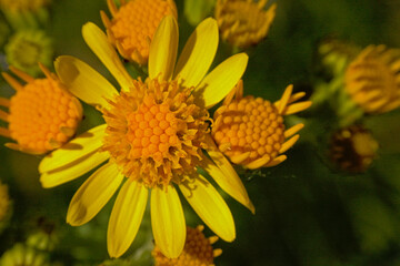 Close up of bright yellow common ragwort flowers on a green bokeh background. Jacobaea vulgaris 