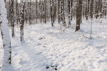 A path covered with snow in the forest