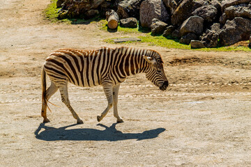 Fototapeta na wymiar Zebra wondering the compound. Auckland Zoo, Auckland, New Zealand