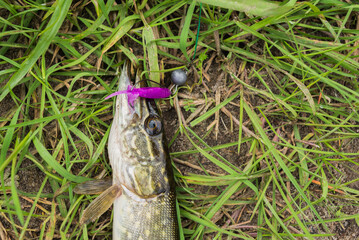 Caught pike with a violet silikon lure lies on the grass.
