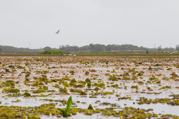 thale noi phatthalung thailand