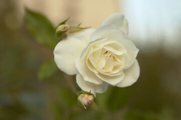 white roses on a green background