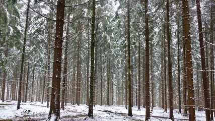 Bergischer Wald im Winter