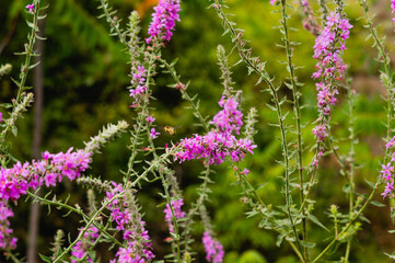 Closeup shot of purple herbs