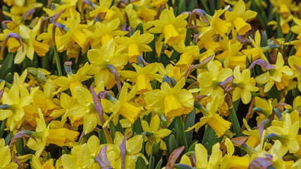 Dwarf daffodils. Yellow flowers for patio, garden, balkon, park, home. Close up