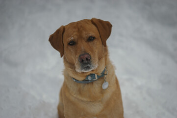 Labrador Retriever in the Snow