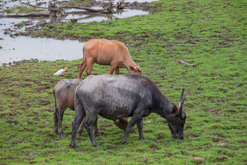 buffalo thale noi phatthalung