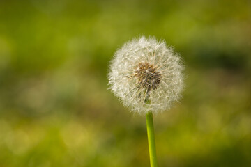 A dandelion in the grass