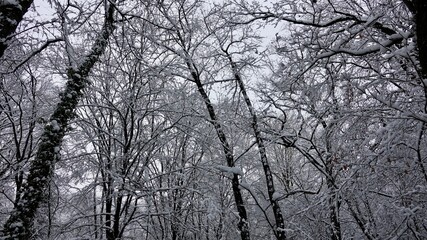 Bergischer Wald im Winter
