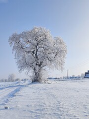 Samotne drzewo w śniegu © Daria