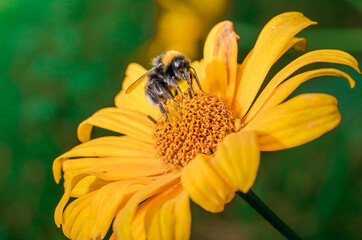 Pollination of a yellow flower with a bumblebee in summer