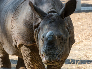 A young male Indian or great one-horned rhino