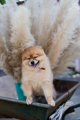 Pomeranian dog brown