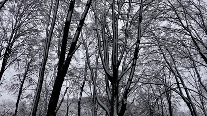 Bergischer Wald im Winter