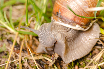 Snail crawling on a green leaf. Sunny summer day.