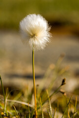 White Cottongrass in the sunset 