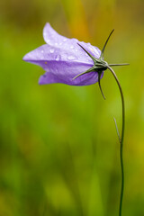 Scottish Bluebell in the rain