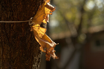 Grape leaf close-up on the lumen