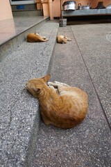 A cat sleeping on the street