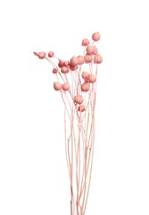 Beautiful tender dried flowers on white background.