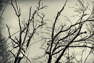 Mystical black and white view of snow-covered branches against a clear sky