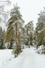 Snow-covered pine trunks in a pine forest as background. Snowy forest landscape. Snowy winter concept. Finnish nature.