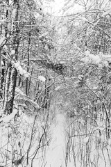 Snowy forest in winter