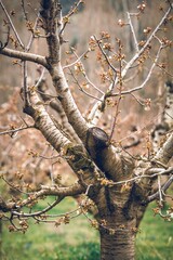 Tree ready to bloom