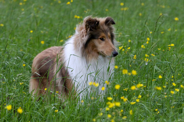 Sheltie in Buttercups