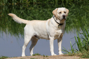 Labrador on the river bank