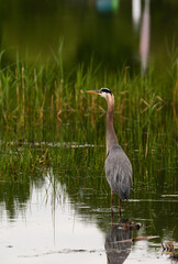 great blue heron